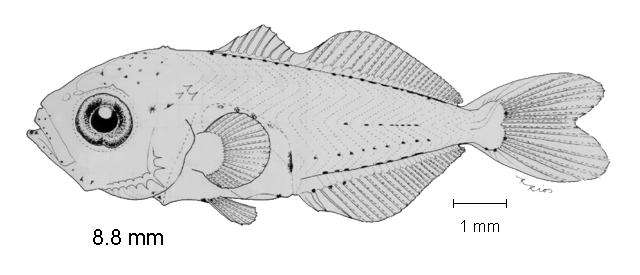 Decapterus muroadsi (Temminck & Schlegel, 1844)